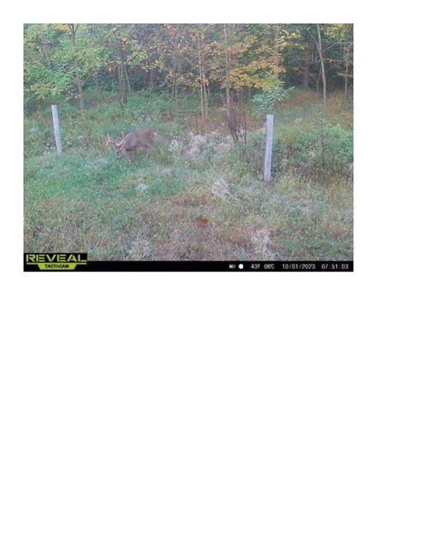 Trail Cam 3