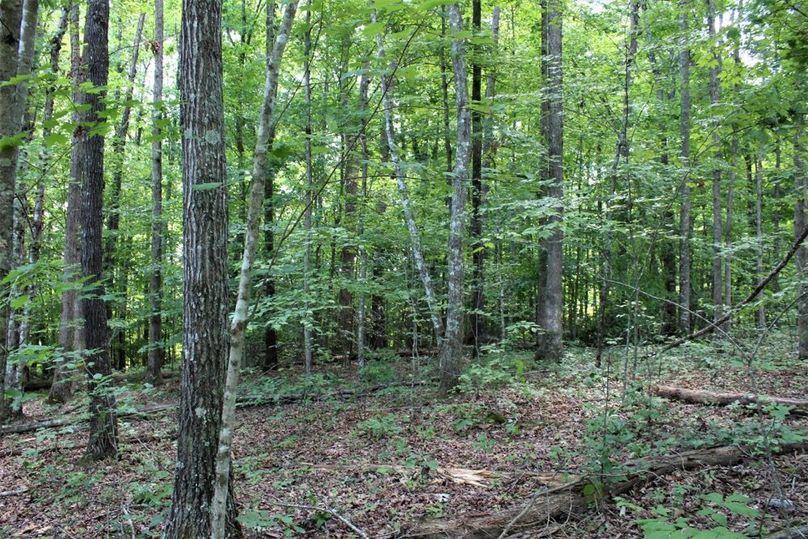 011 hardwood_softwood blend near the east area of the property