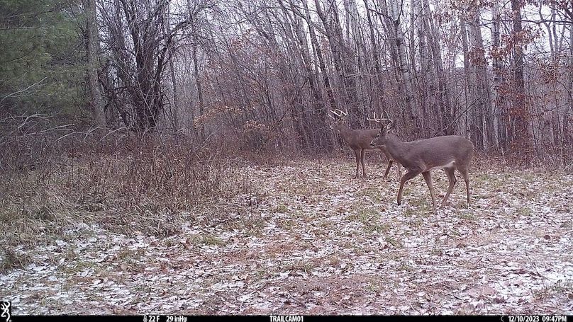 Trailcam - 14