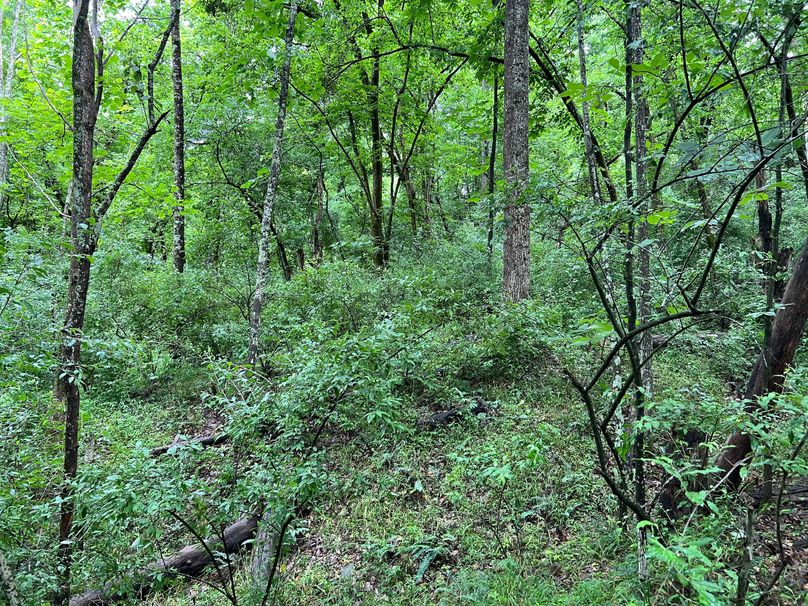 Wirt, WV 150.75 AC Tinnell-17