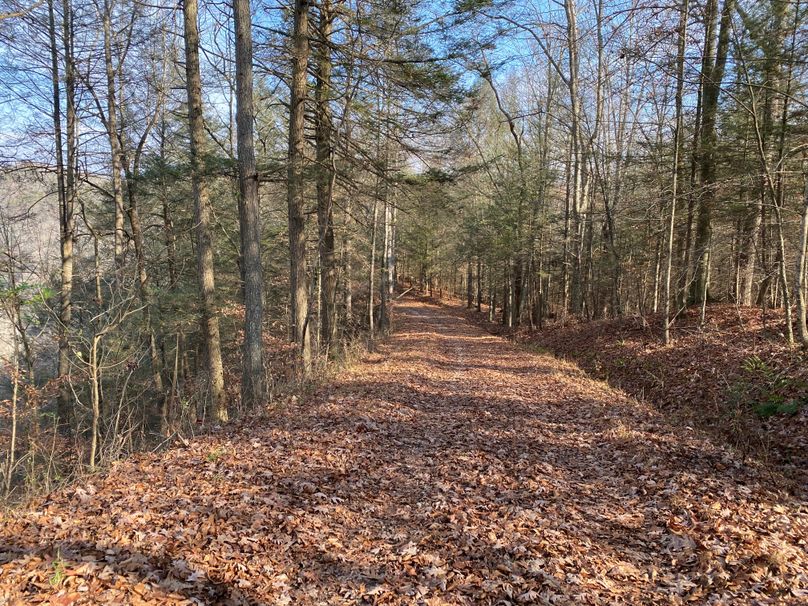 020 the road leading from the east entrance around through the woods to the west section of the property copy