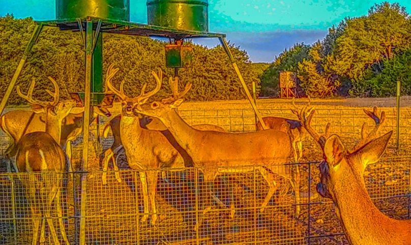 Bosque 294 Deer Cam Photos-2