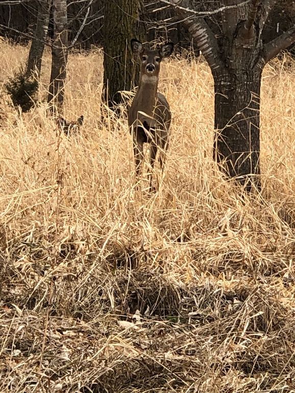 Deer on walk