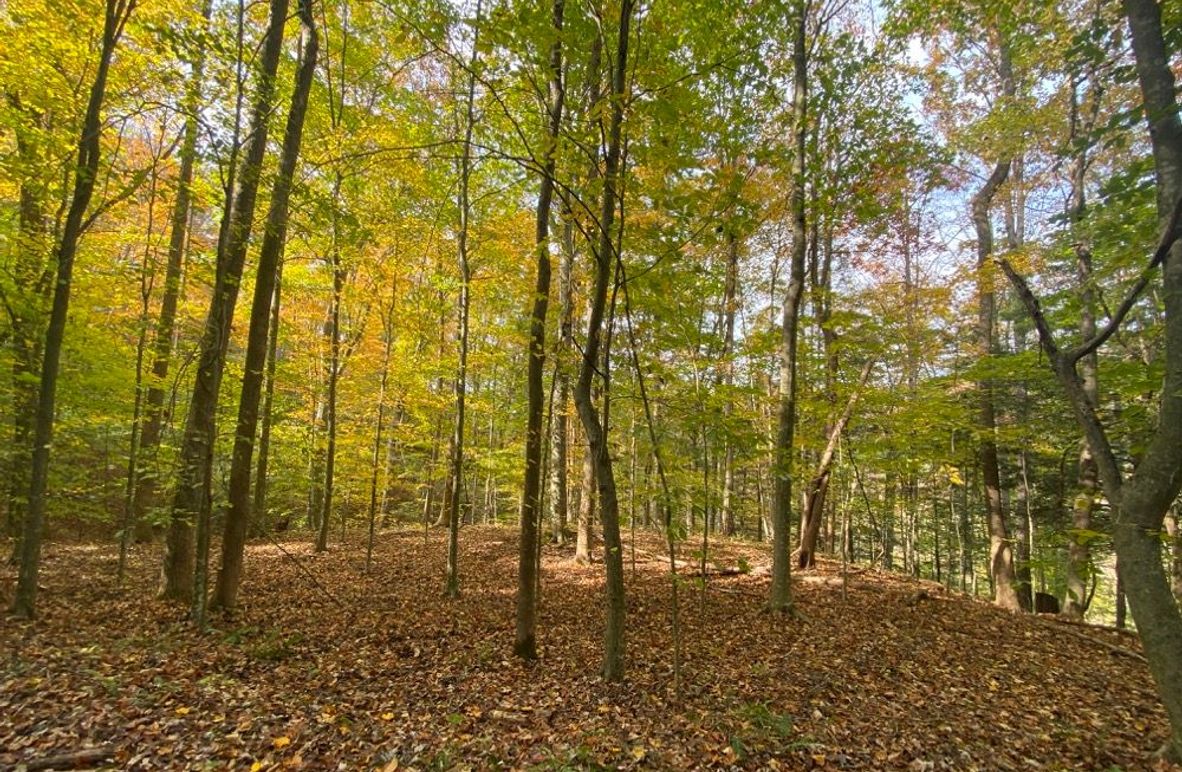 004 some of the open understory in the eastern part of the property