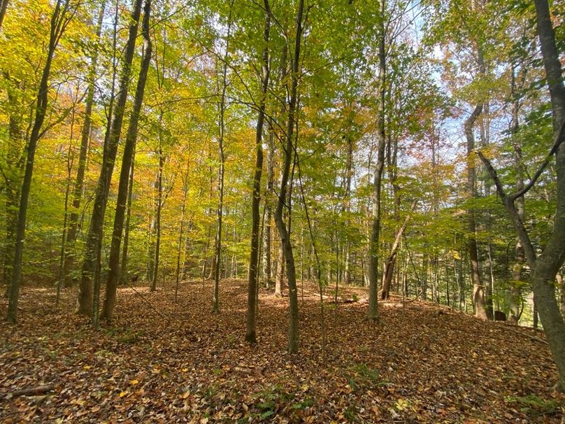 004 some of the open understory in the eastern part of the property