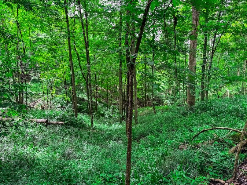 Wirt, WV 137.45 AC Full-42