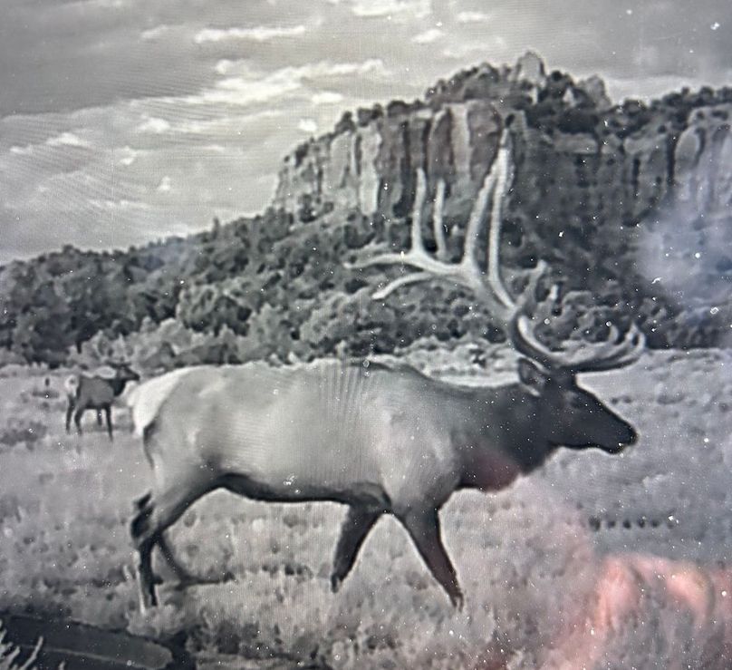 50 elk