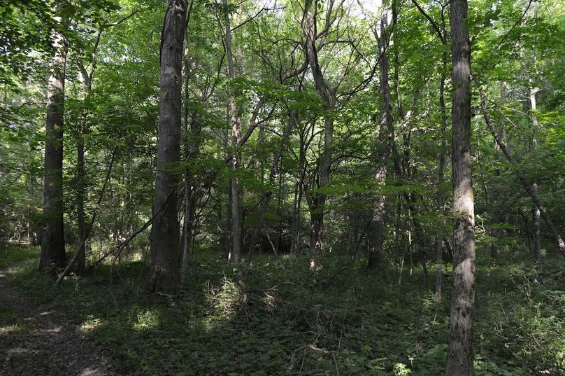 Woods in SW corner