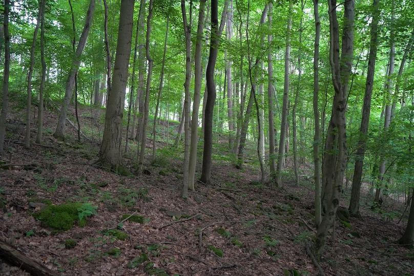 Fayette, 14.14, Kokot-20