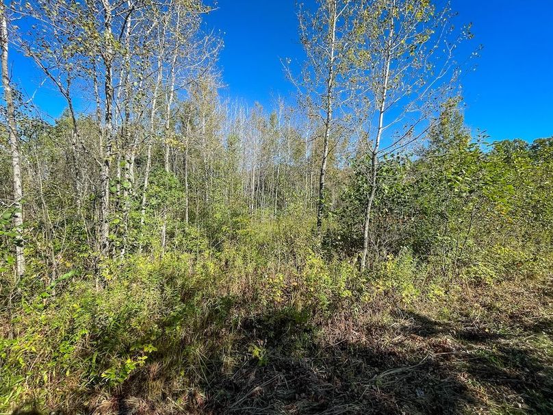 Wood 41.451, Collins -15