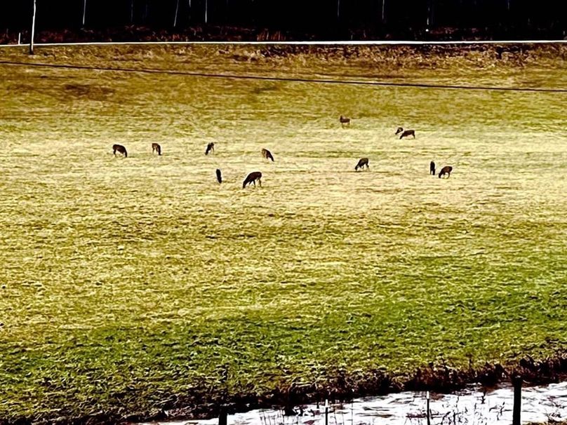 042 no shortage of whitetails here!!