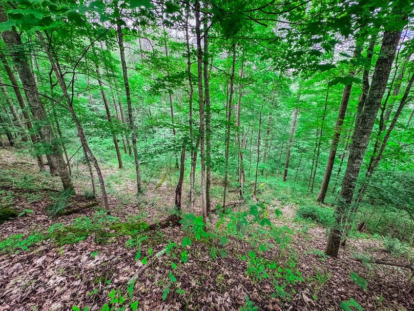 Tyler, WV 313.87 AC -07