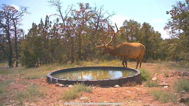 17 elk