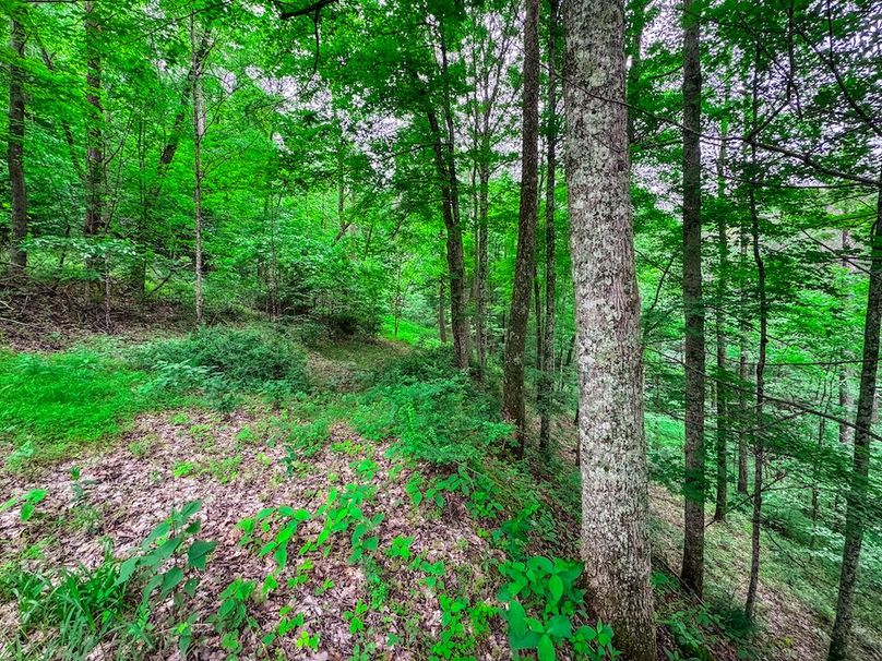 Tyler, WV 313.87 AC -08