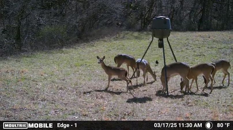 Temp_2017838-20250317163115-100MFCAM_MFDC1584