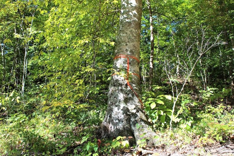008 giant beech tree at the entrance 