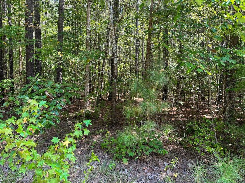 Large Wooded Lot For Sale In A Gated Community Near Mayo Lake