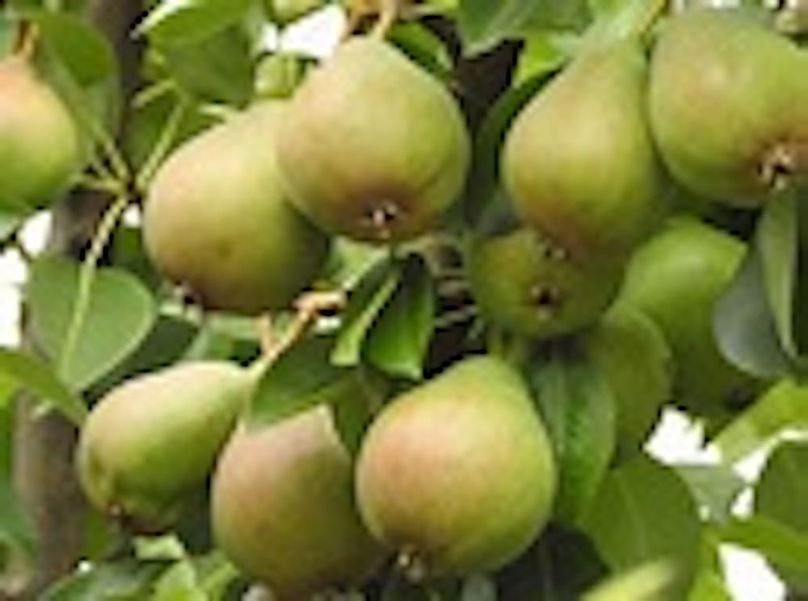 bartlett pears 22