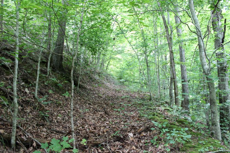 014 old logging road leading up the hill from many years back