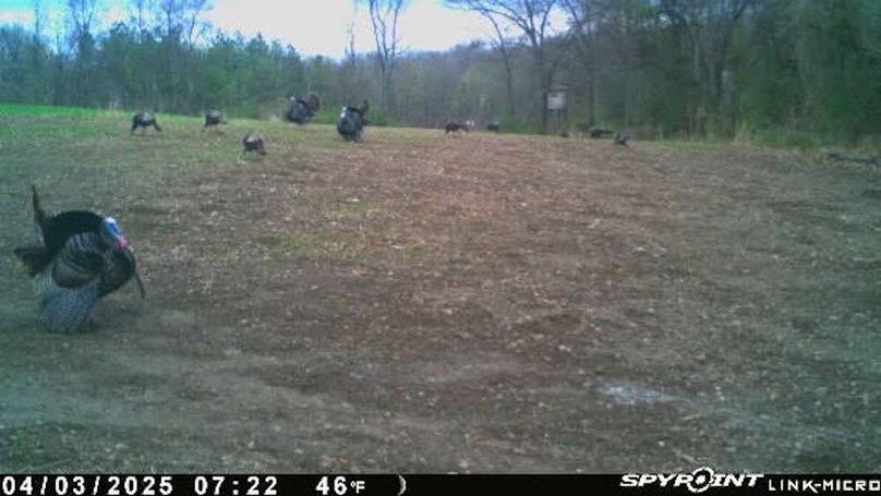 Morgan 111 Trail Cam