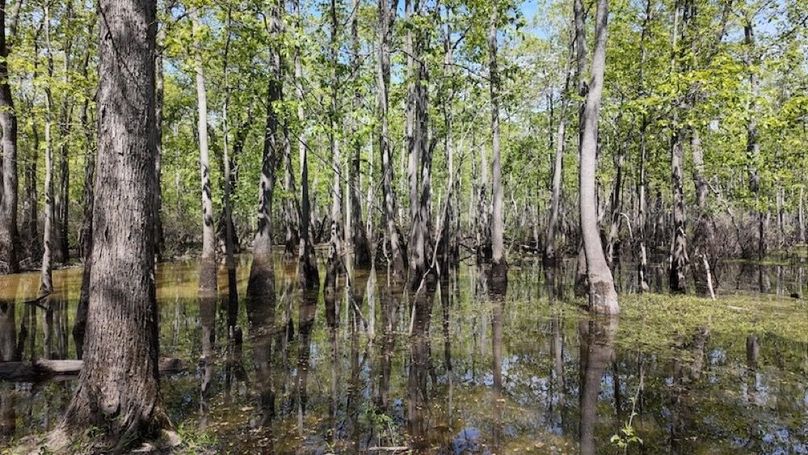 swamp20260501_0251