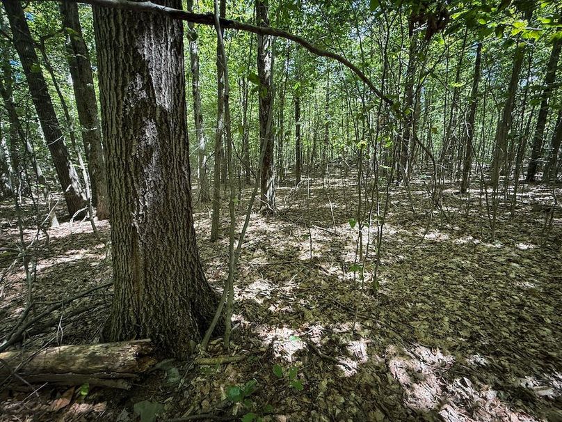 Tioga NY 64 Shores 6