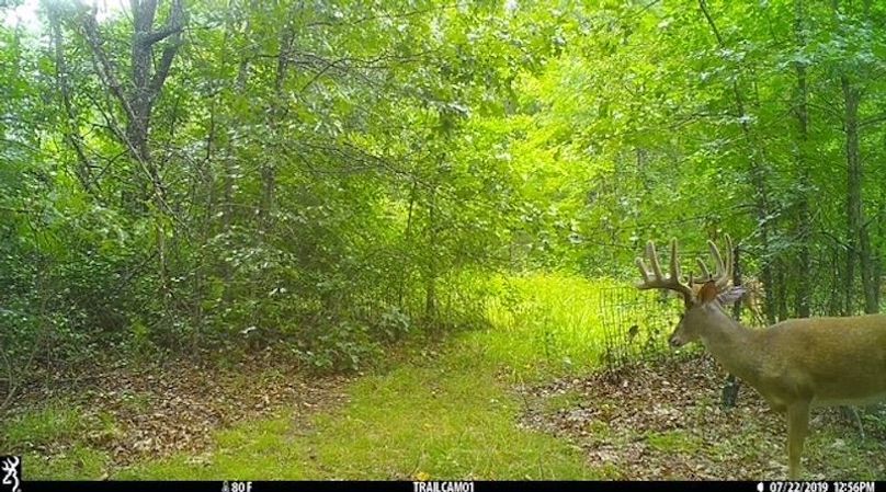 Buck 24 2