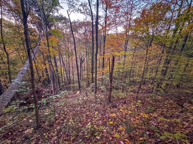 Wirt, WV 43 AC Berry-13