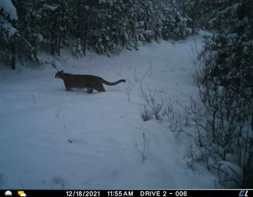 Mtn lion 3