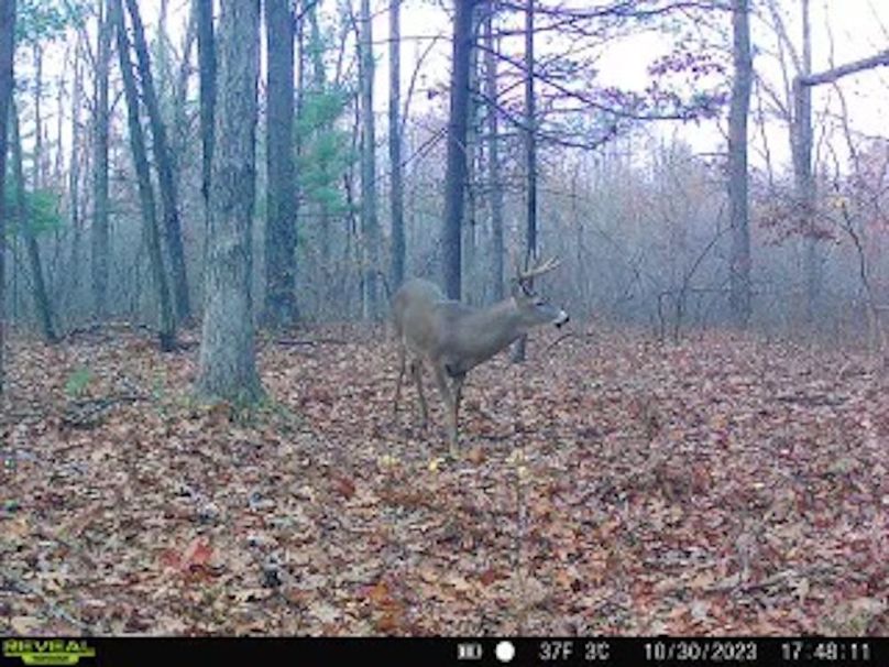 ClarK 160 WILLIAMS -62g