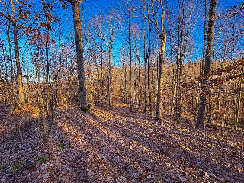 Pleasants_Wood 169.97 AC Cokeley-64