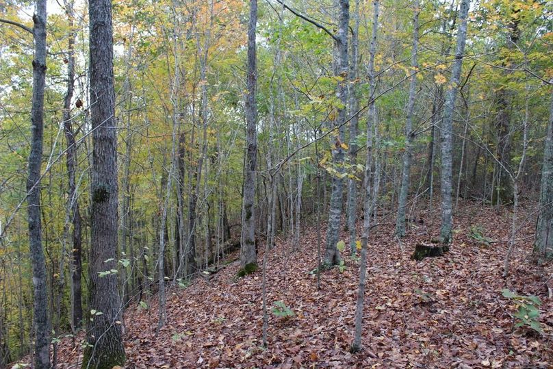 014 young white oaks and maples along ridgetop