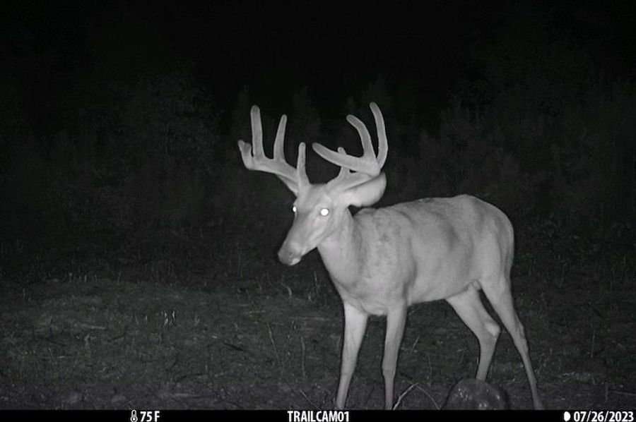 Trail cam 1