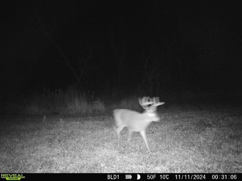 trailcam.Jackson35 - 12