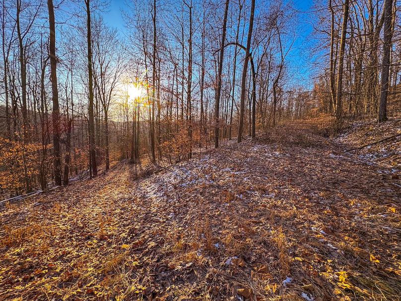 Roane, WV 100.12 AC Tree Line-54