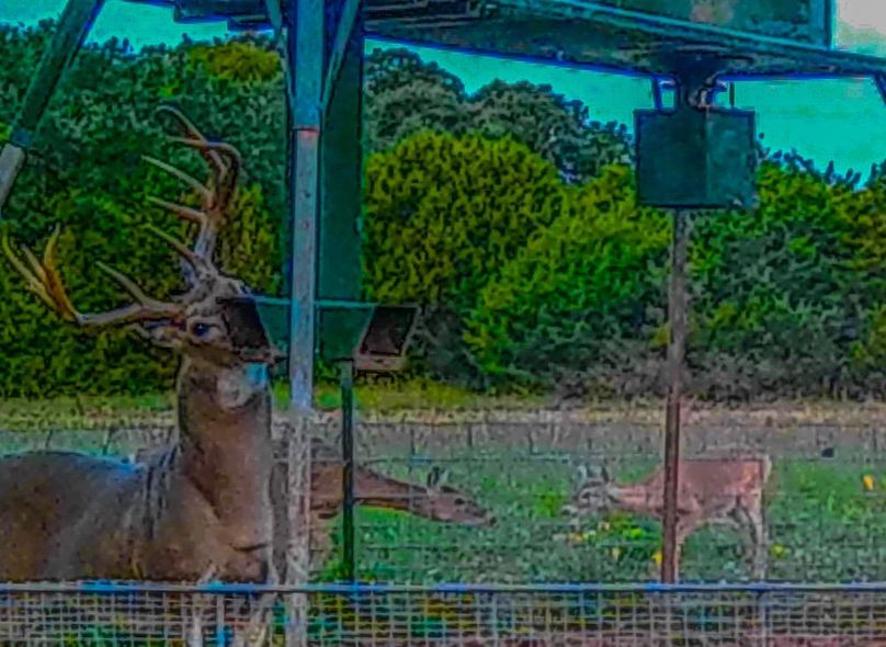 Bosque 294 Deer Cam Photos-8