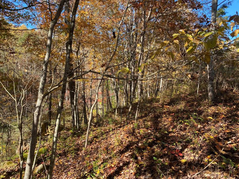 024 some of the hardwoods along the north side of the valley going back copy