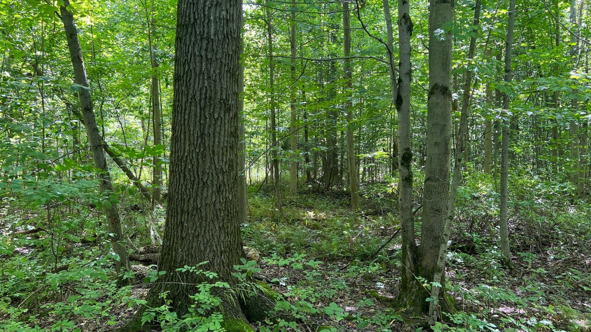 Small Wooded Acreage Near Conneaut Lake PA Whitetail Properties