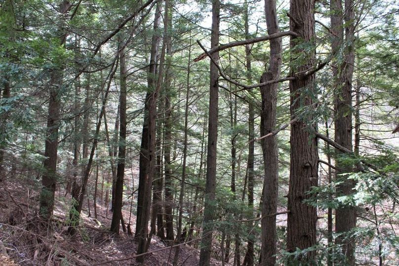 009 large stand of hemlock along Lacy Creek and the south boundary