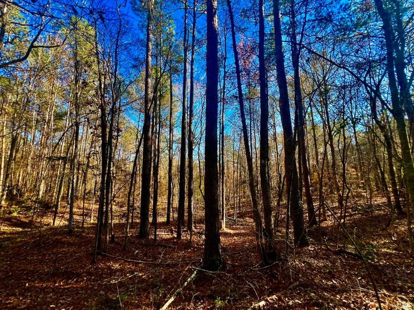 1DC7155D-81D7-46FD-B76C-8AA2EC66C881_1_201_a