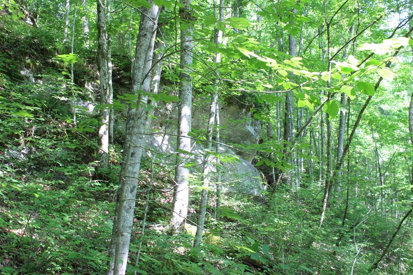 008 exposed rock line cliff in the eastern area of the property just up from the stream