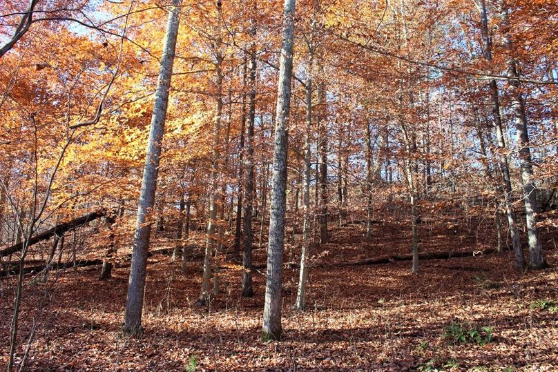 010 young timber along an east facing slope