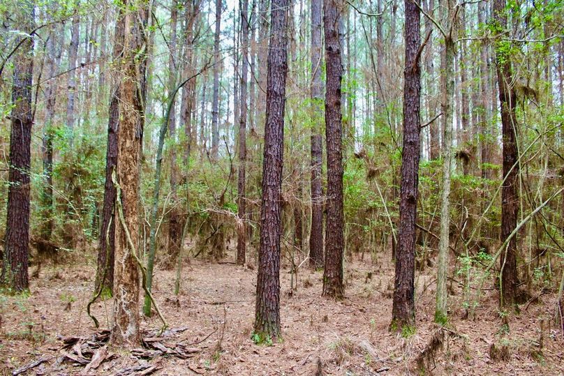 8BAF660E-BE64-444D-AFE5-9AFE70EC1D3A_1_105_c