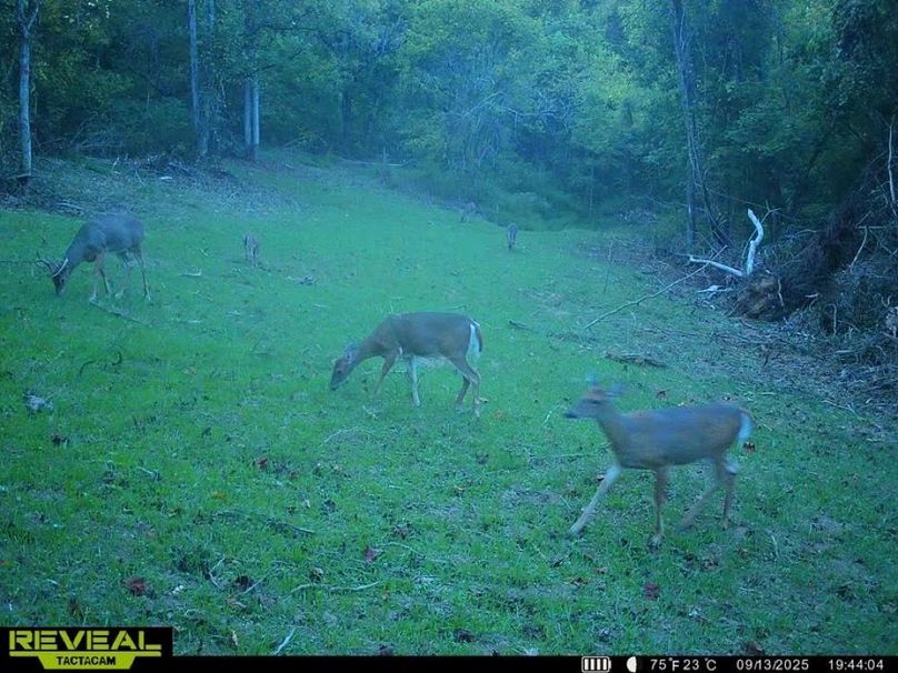 deer pic 20-2