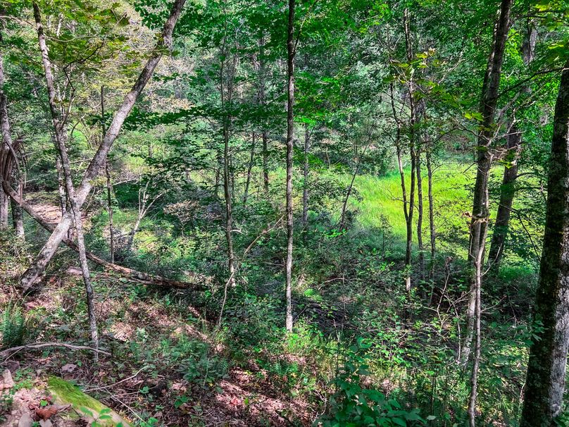 Calhoun, WV 101.8 AC Holly -10