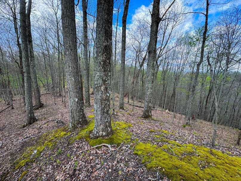 Calhoun, WV 132.84 AC Szegi 2-113