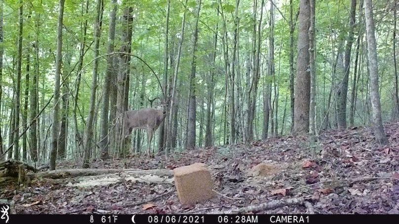 trail cam43