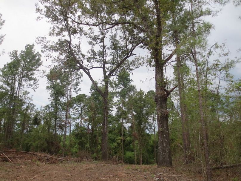 F0541A51-904A-4E5B-8A9D-0600445E8870_1_105_c