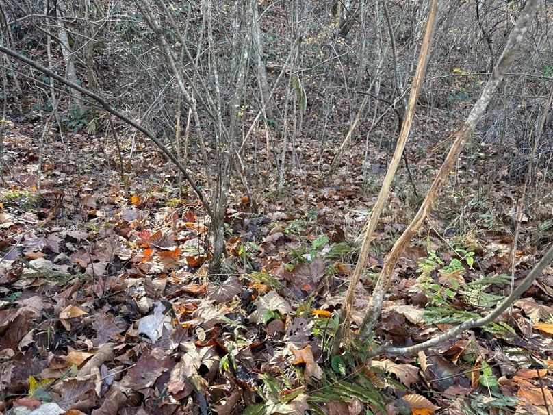 015 Could not get away from Deer Rubs