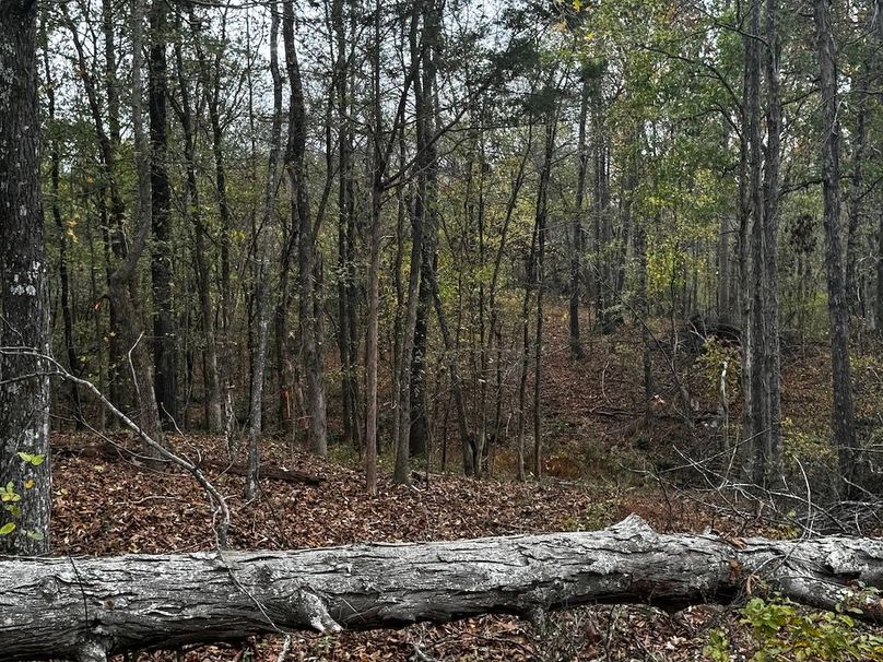 Remaining Timber property line